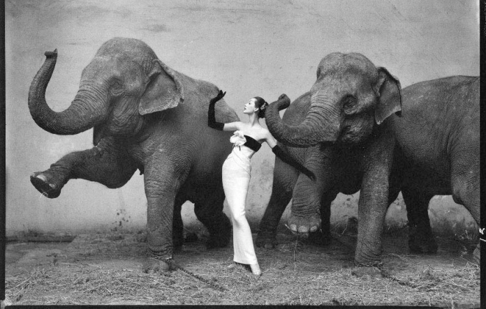 Dovima with elephants, evening dress by Dior, Cirque d'Hiver, August 1955